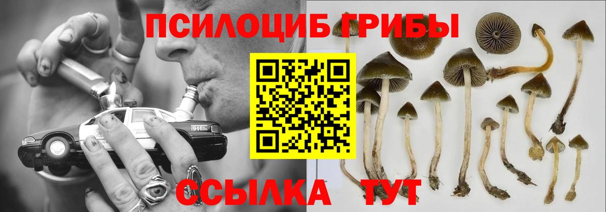 Галлюциногенные грибы Cubensis Михайловск